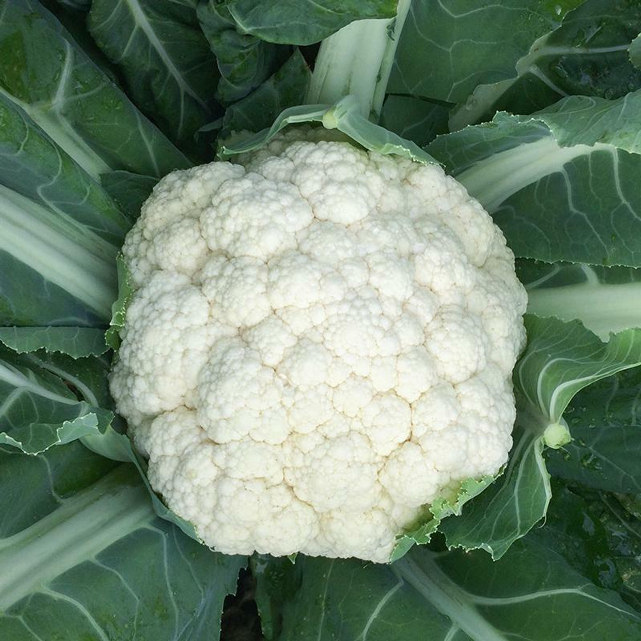 Cauliflower